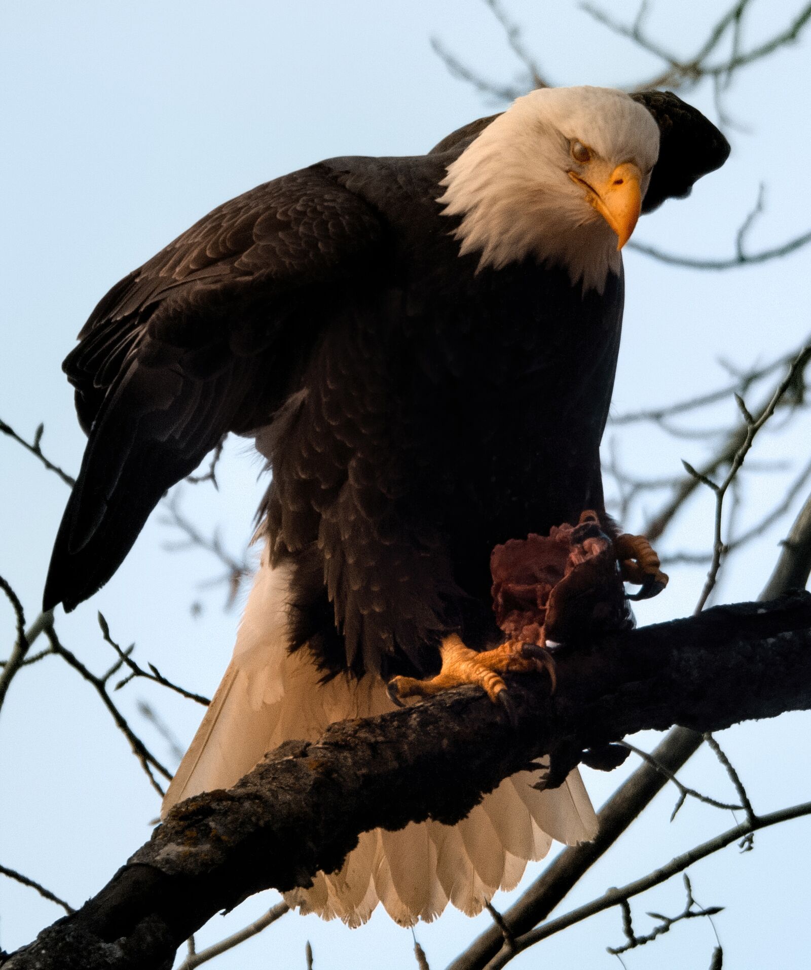Nikon D300 sample photo. Eagle, bird, american photography