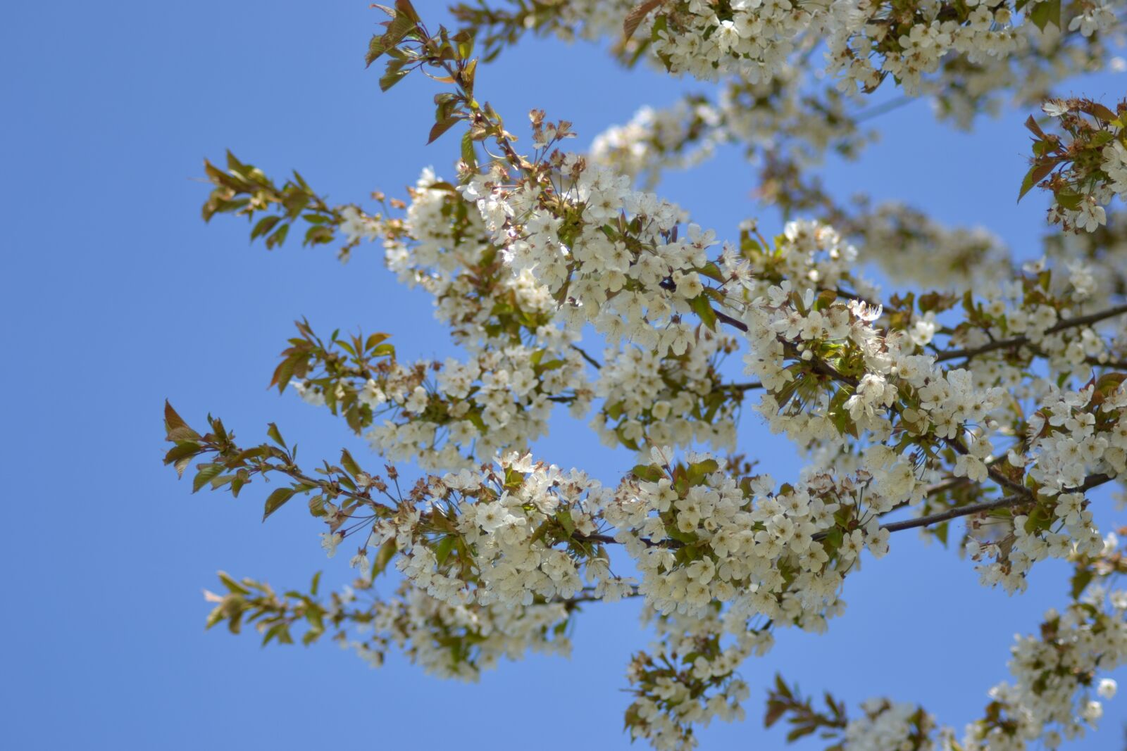 Nikon D3100 sample photo. Spring, bloom, plant photography