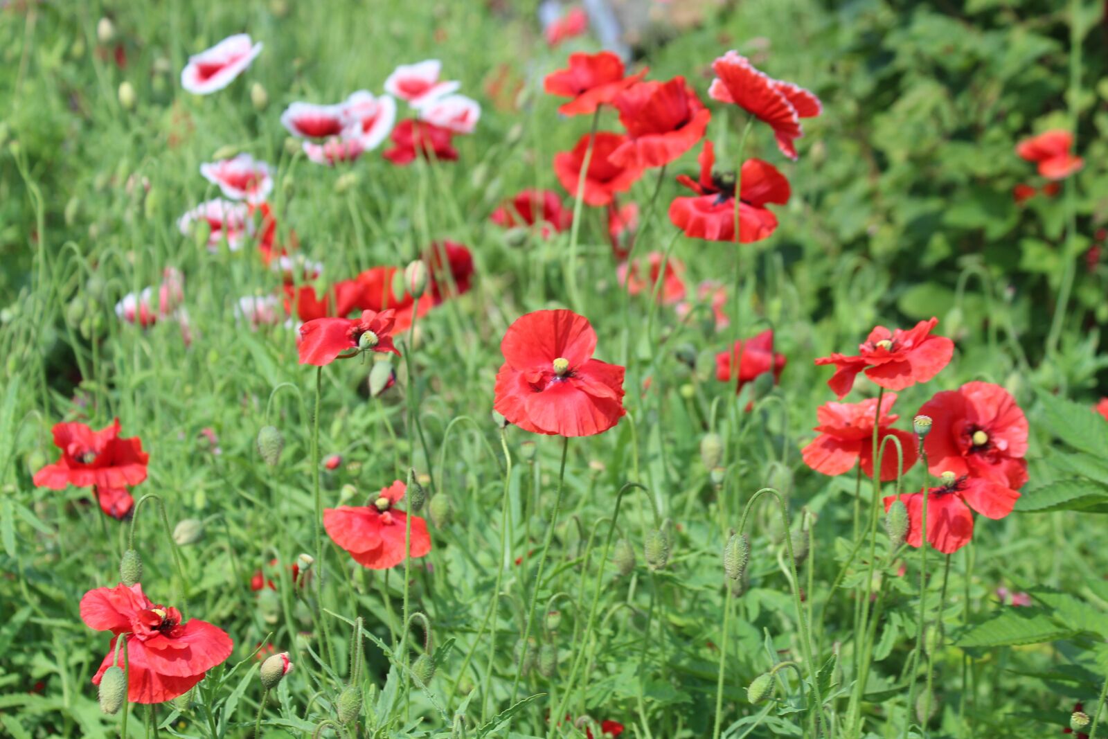 Canon EOS 650D (EOS Rebel T4i / EOS Kiss X6i) sample photo. Mack, plant, flower photography