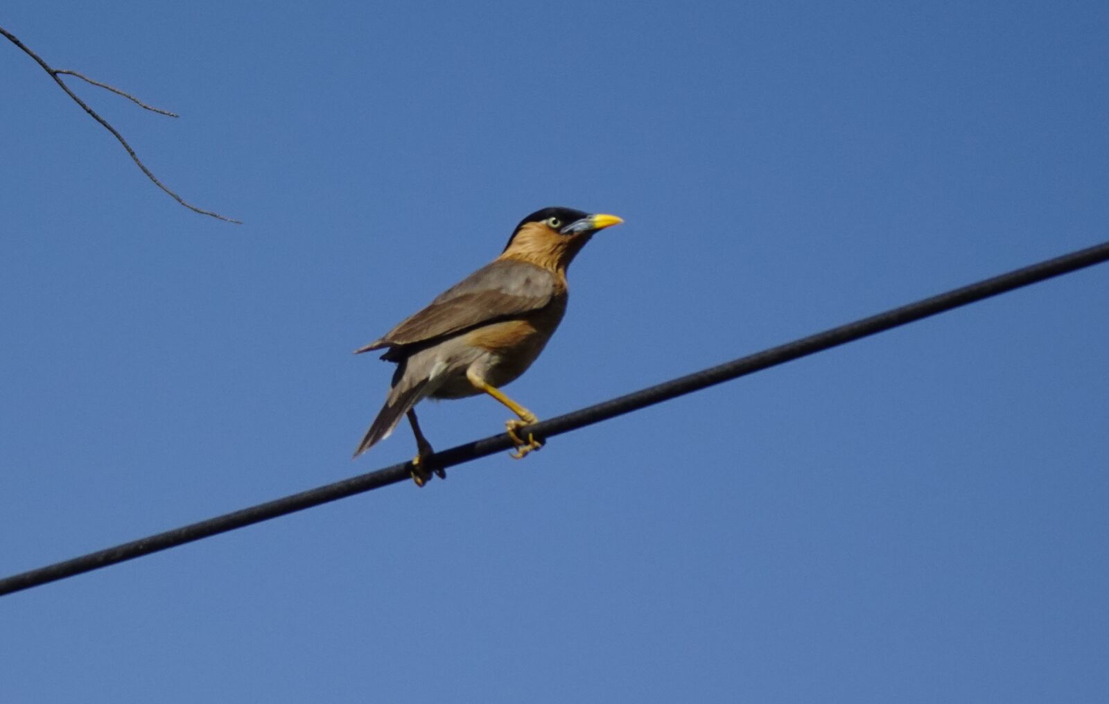 Sony DSC-WX800 sample photo. Bird, brahminy myna, starling photography