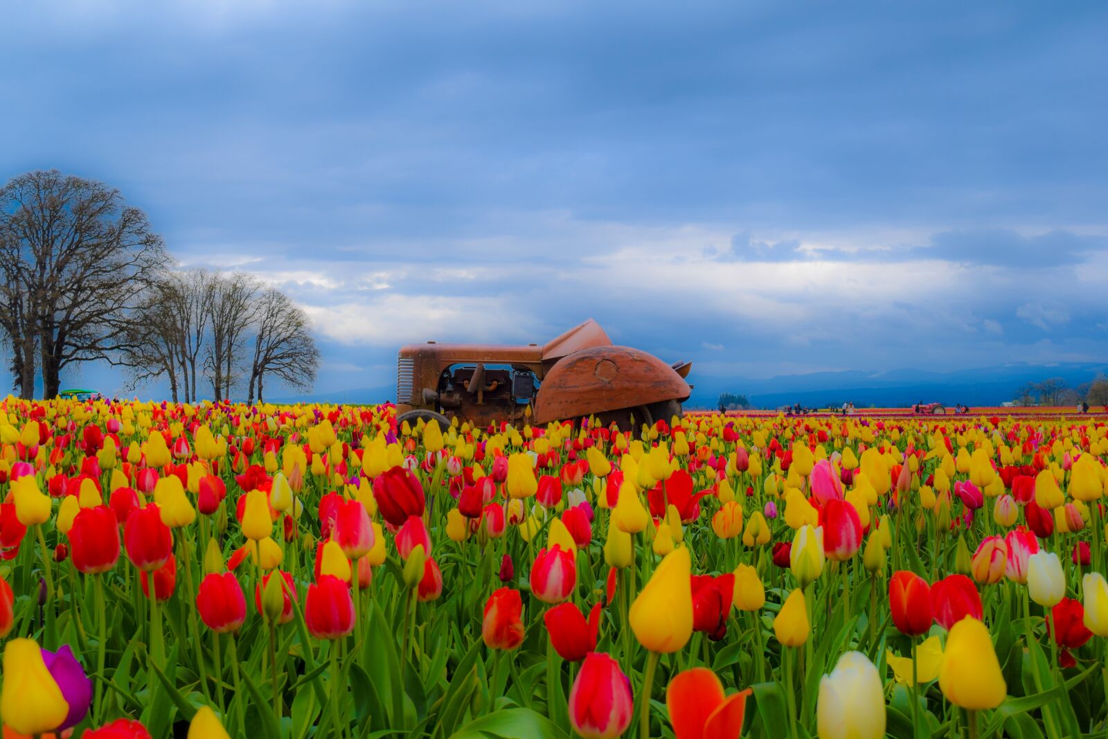 Nikon D3300 sample photo. Flower, tulip, tractor photography