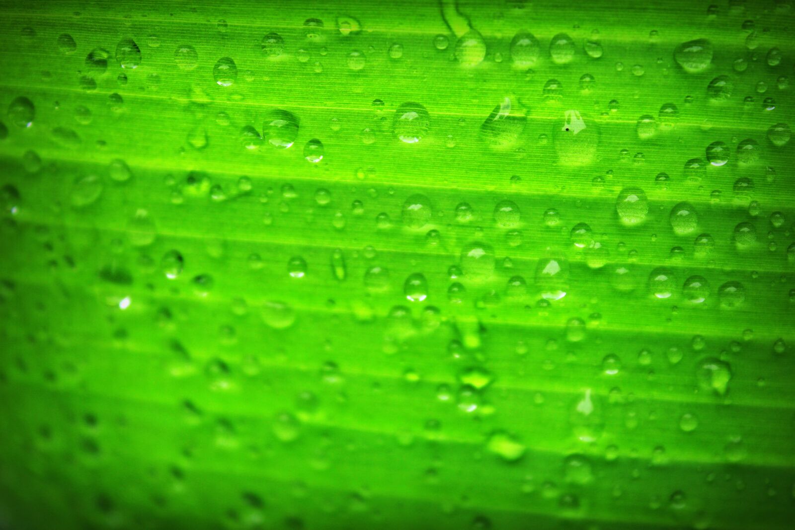 Canon EOS 650D (EOS Rebel T4i / EOS Kiss X6i) sample photo. Banana, beautiful, botany, chlorophyll photography