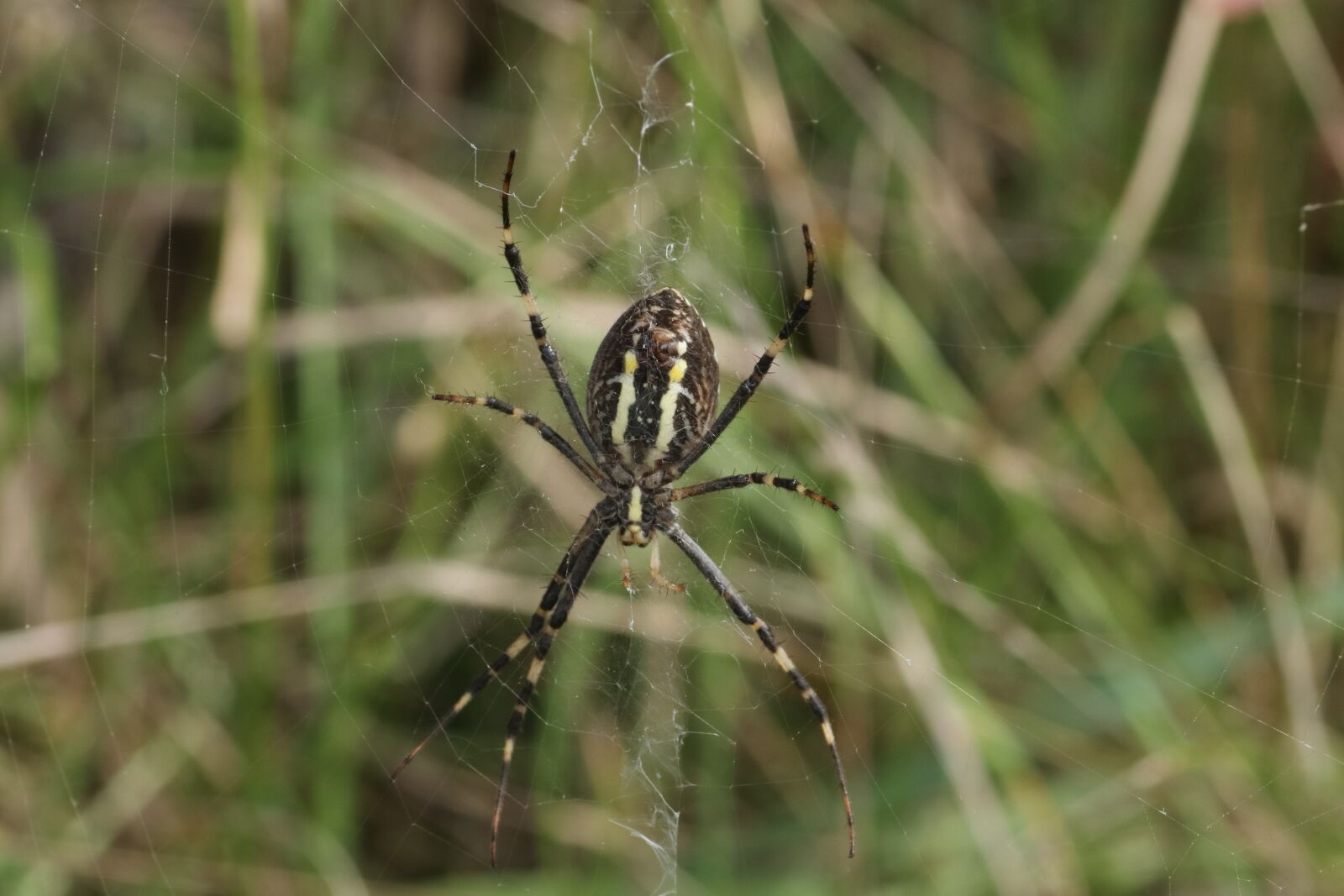 Tamron SP 90mm F2.8 Di VC USD 1:1 Macro sample photo. Spider, spider web, predator photography