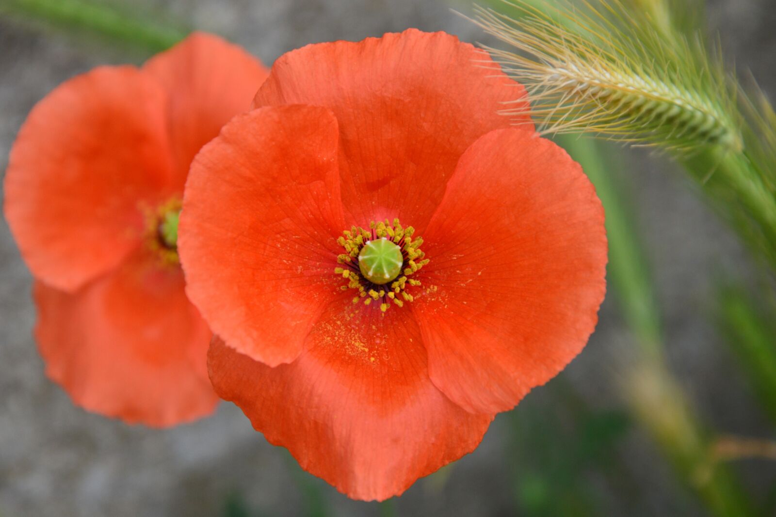 Nikon D3200 sample photo. Poppy, blossom, bloom photography