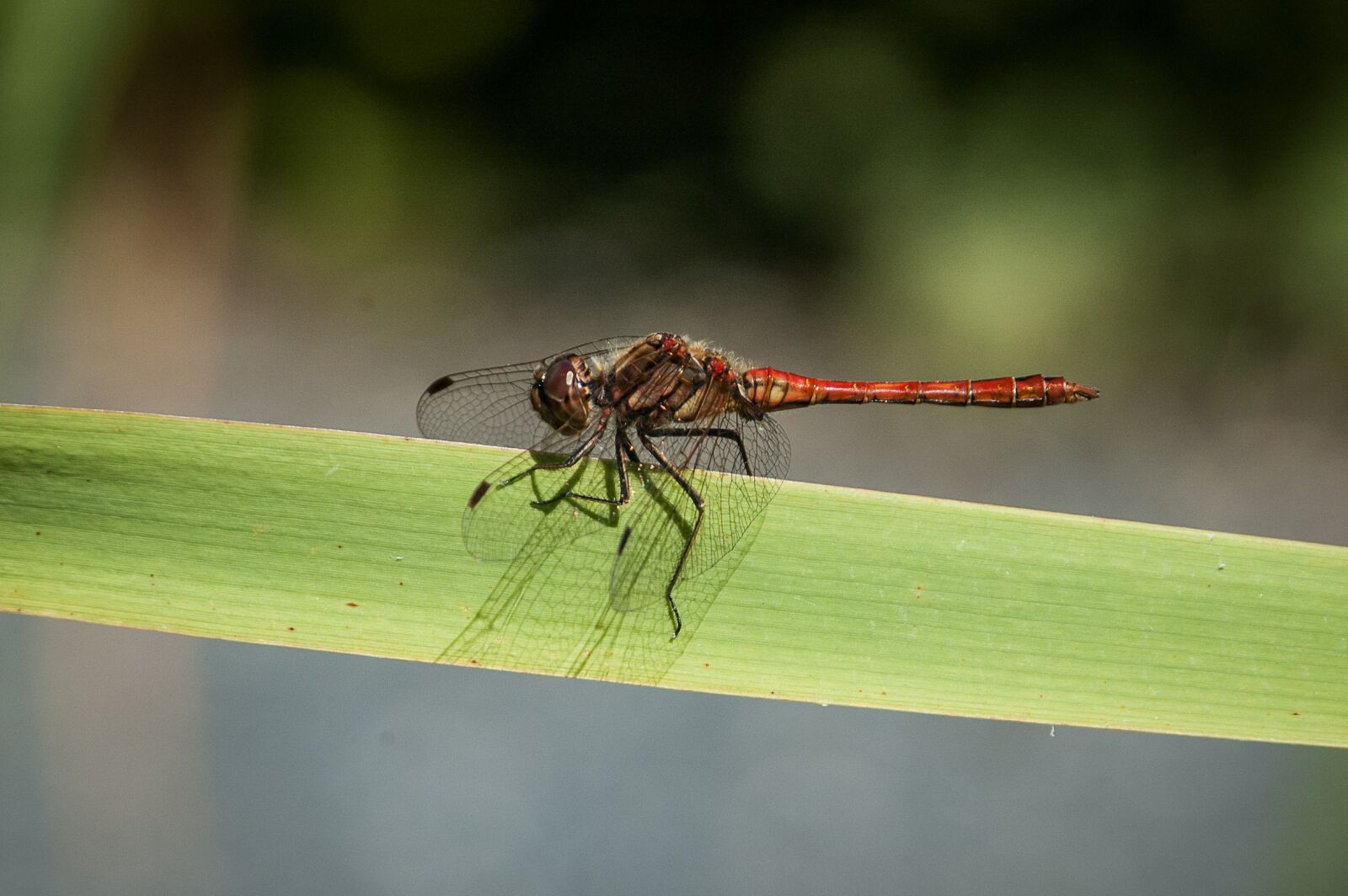 Nikon D70 sample photo. Dragonfly, insect, nature photography