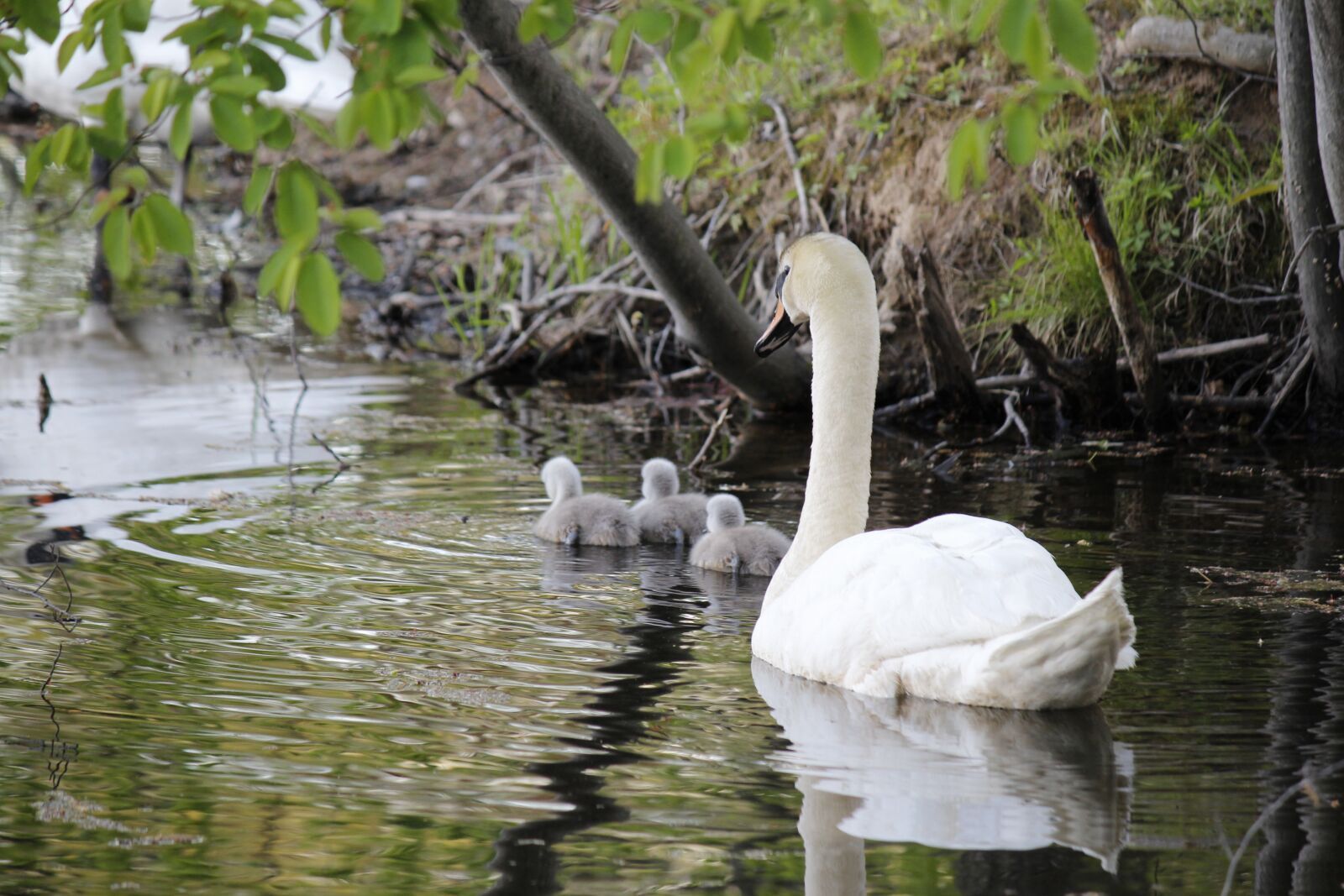 Canon EF-S 55-250mm F4-5.6 IS sample photo. Swan, lake, nature photography