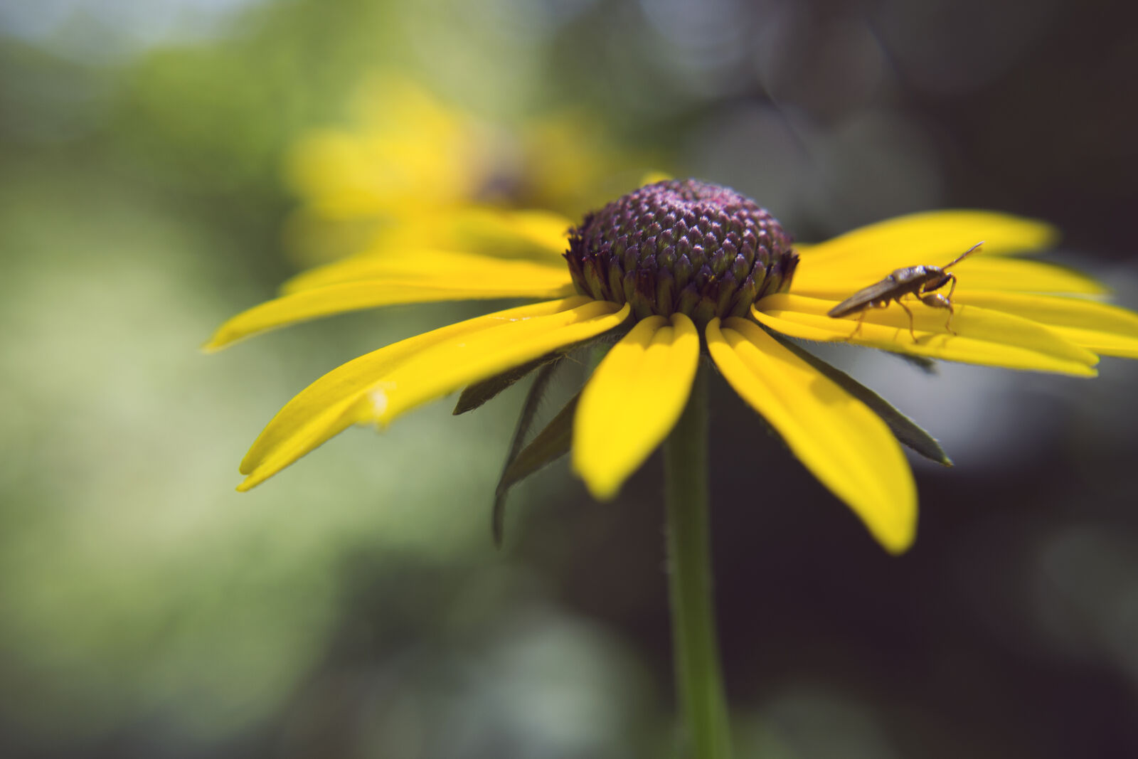 Canon EOS 600D (Rebel EOS T3i / EOS Kiss X5) sample photo. Bug, nature, outdoors, wildflower photography