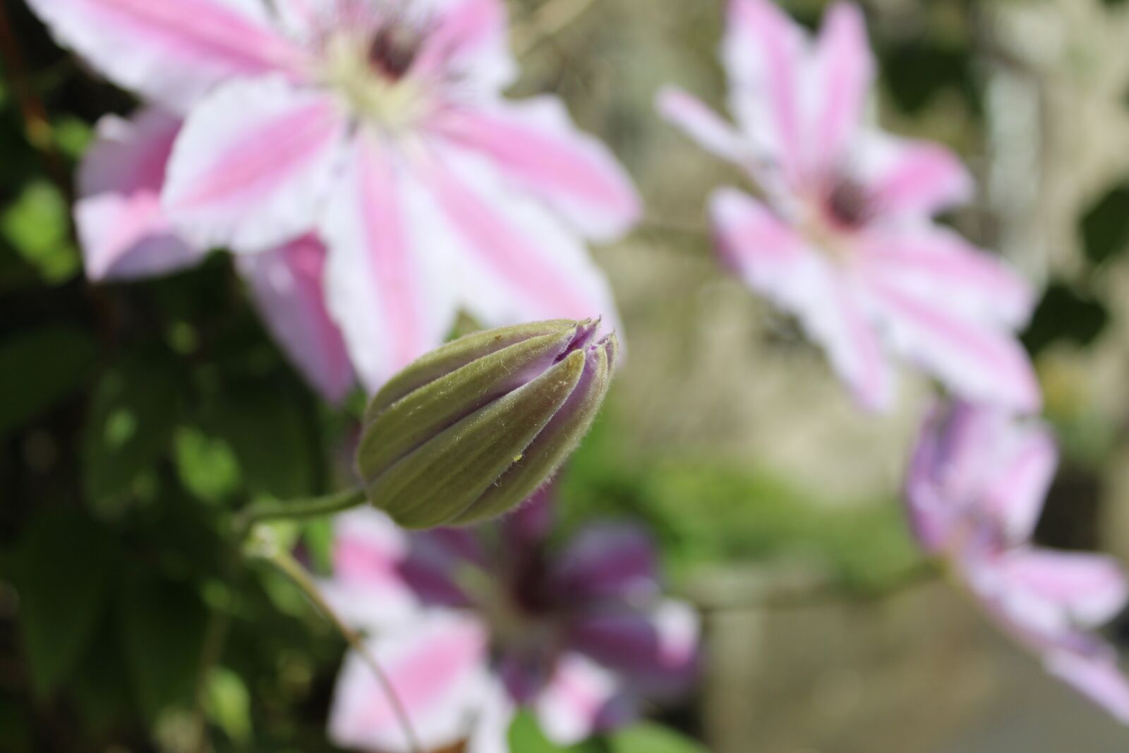 Canon EOS 1300D (EOS Rebel T6 / EOS Kiss X80) sample photo. Clematis bud, clematis, bud photography