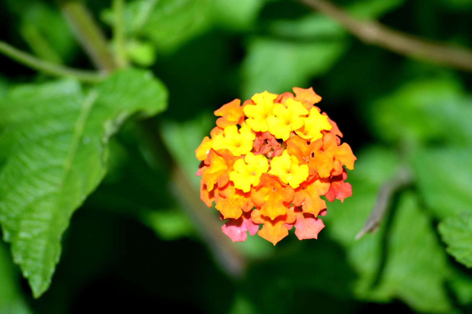 Nikon D3300 sample photo. Vibrant, colorful, plant photography