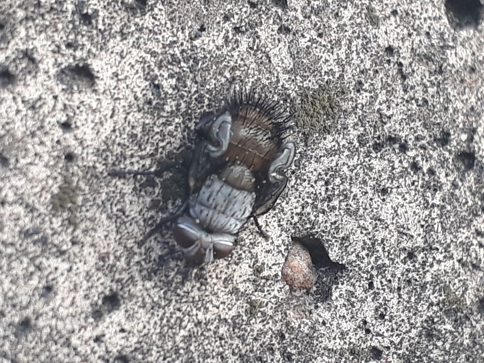 Samsung Galaxy J5 Prime sample photo. Insect, fly, the flies photography