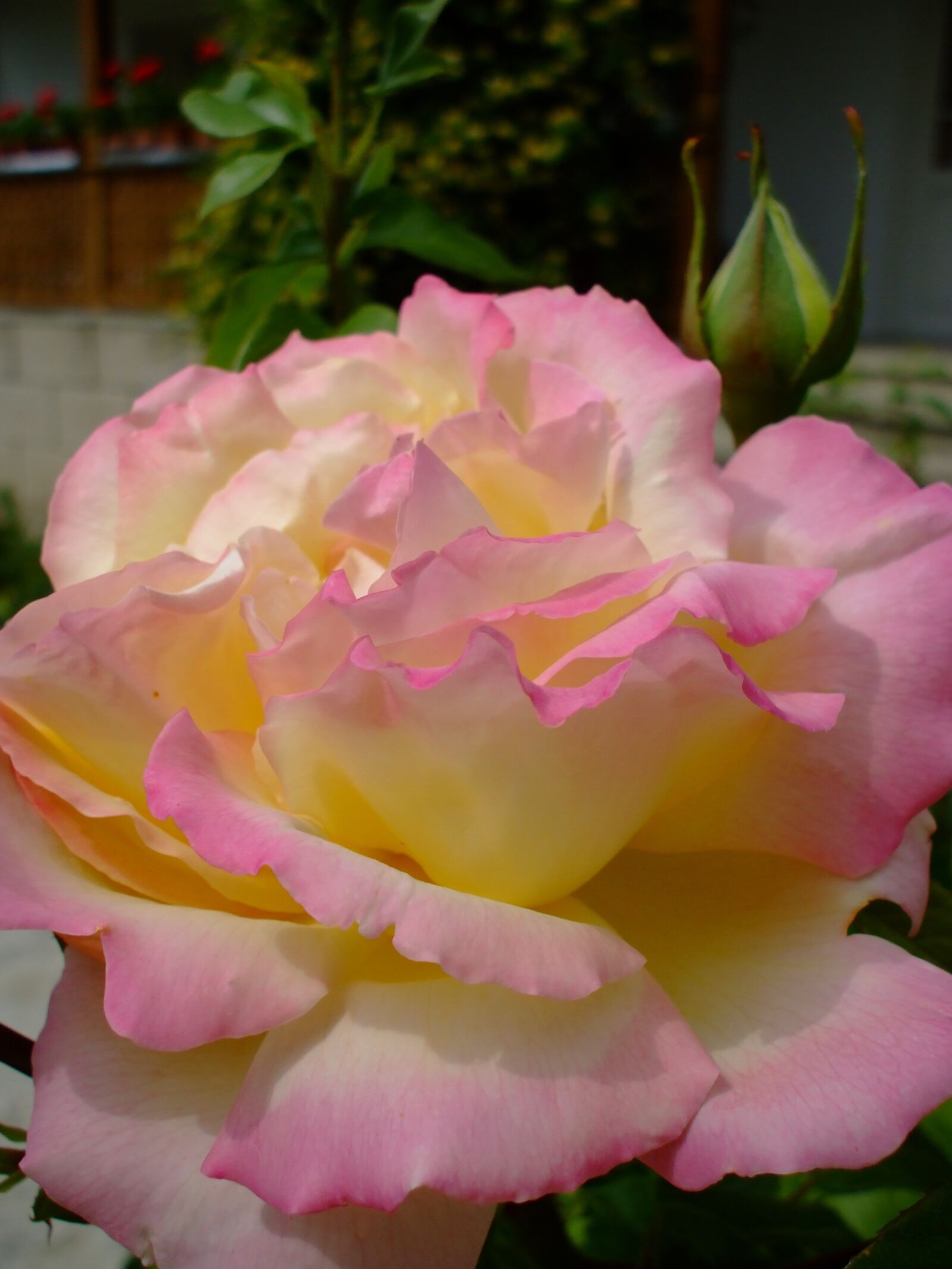 Fujifilm FinePix A800 sample photo. Pink rose, rose, bloom photography