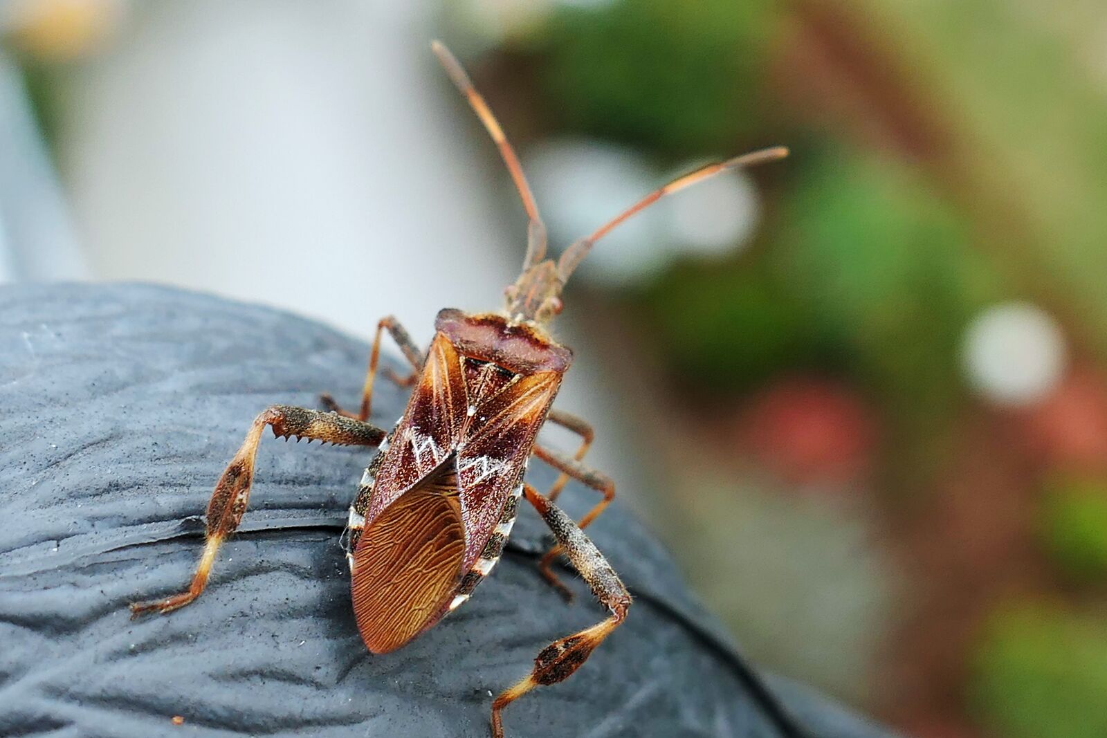 Panasonic Lumix DMC-LX10 (Lumix DMC-LX15) sample photo. Bug, box bug, animal photography