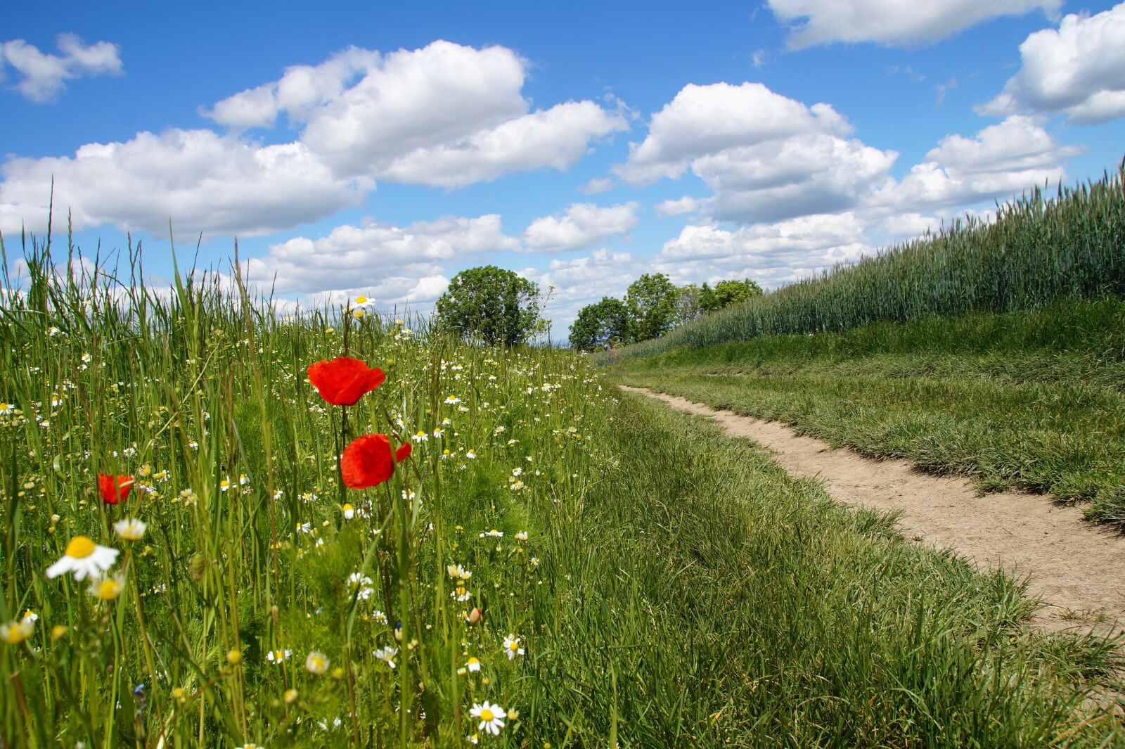 Sony SLT-A58 sample photo. Field, path, spring photography