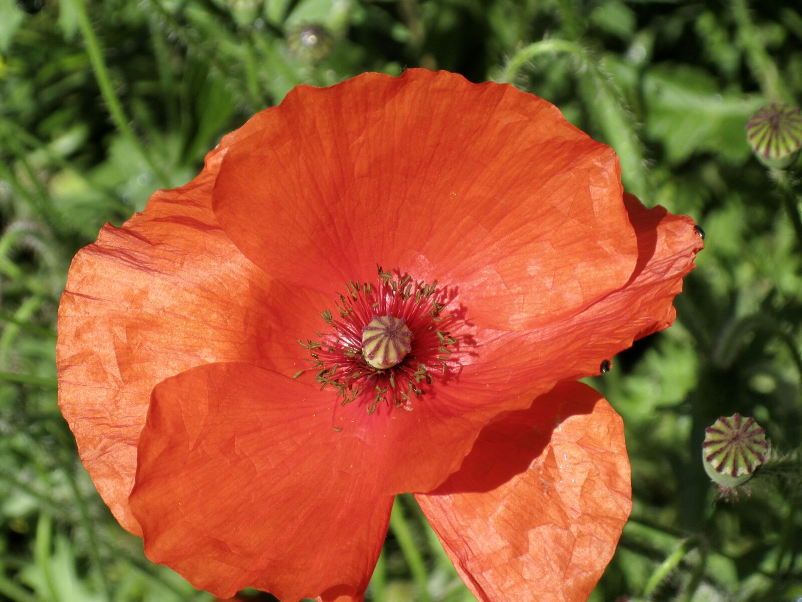 Canon POWERSHOT A3150 IS sample photo. Summer, poppy, nature photography