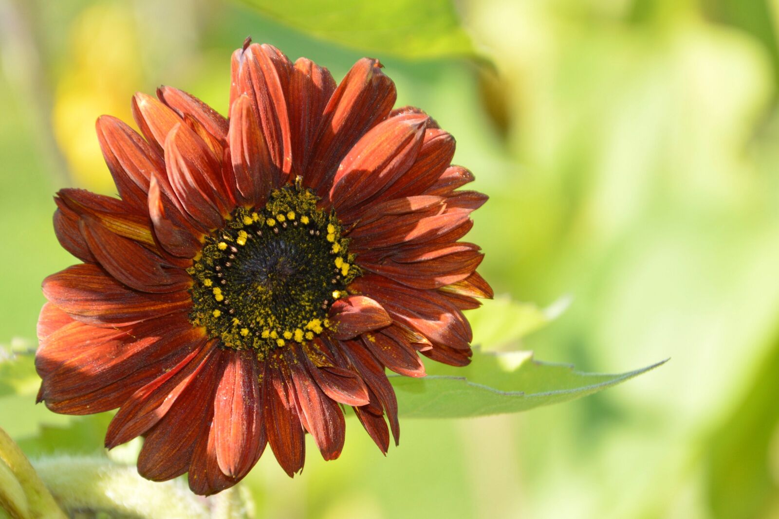Nikon D3200 sample photo. Flower, blossom, bloom photography