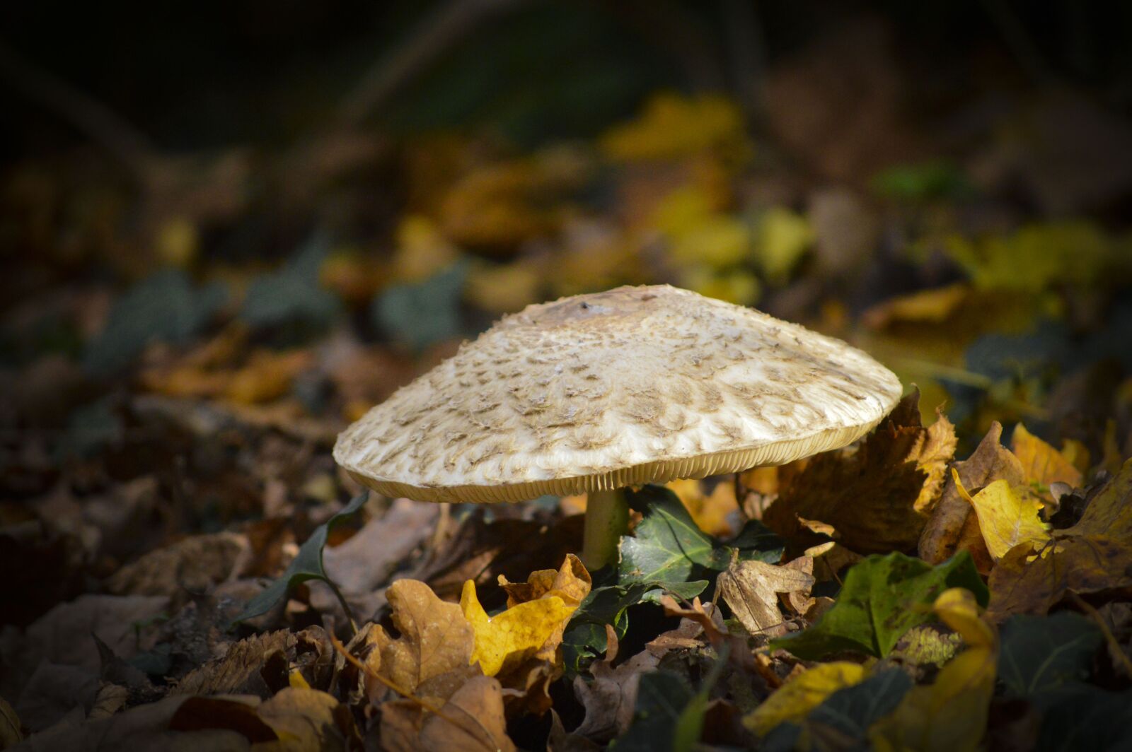 Nikon D3200 sample photo. Mushroom, fall, forest photography