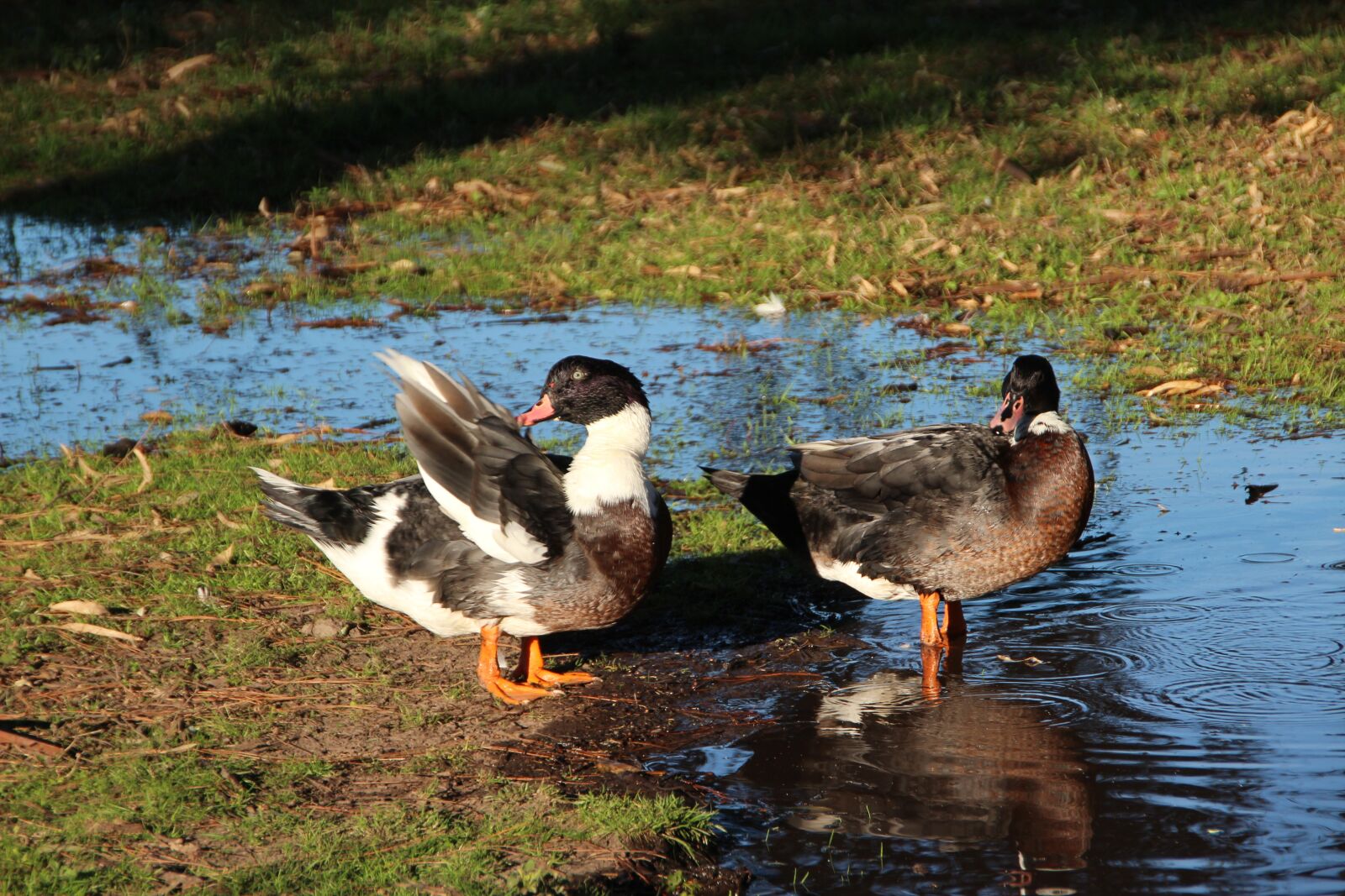 Canon EOS 600D (Rebel EOS T3i / EOS Kiss X5) sample photo. Animals, ducks, countryside photography