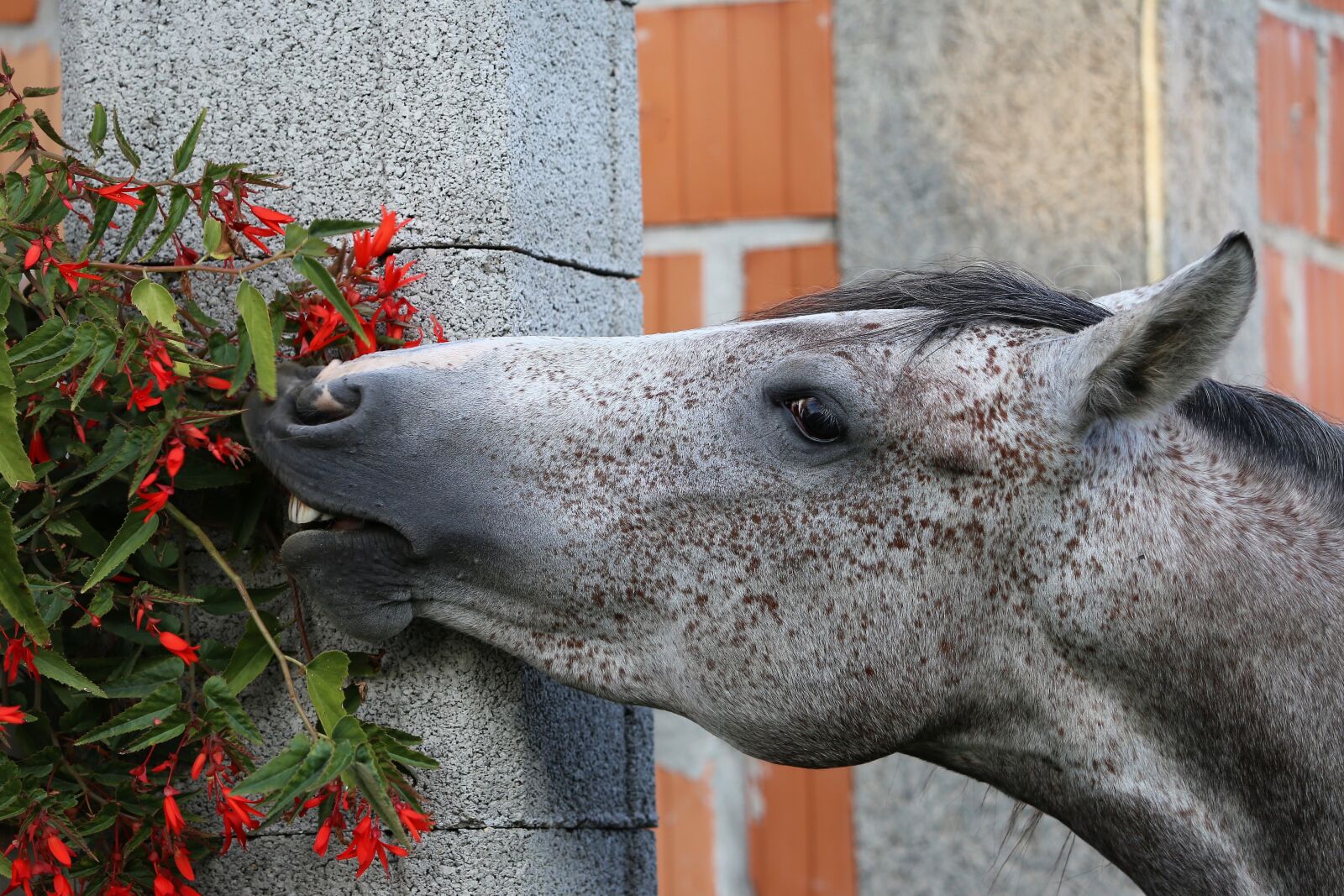 Canon EF 70-300 F4-5.6 IS II USM sample photo. Arabian horse, head, eating photography