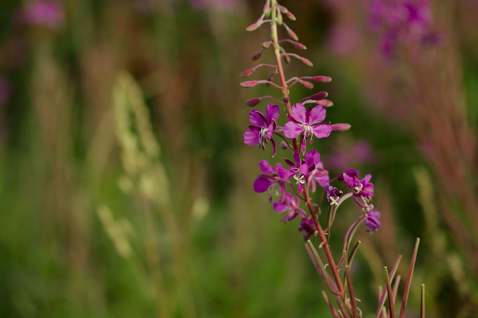 Canon EOS 450D (EOS Rebel XSi / EOS Kiss X2) sample photo. Fireweed, flower, nature photography