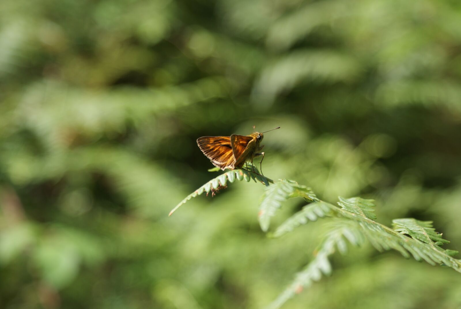 Sony Alpha DSLR-A200 sample photo. Butterfly, nature, the natura photography