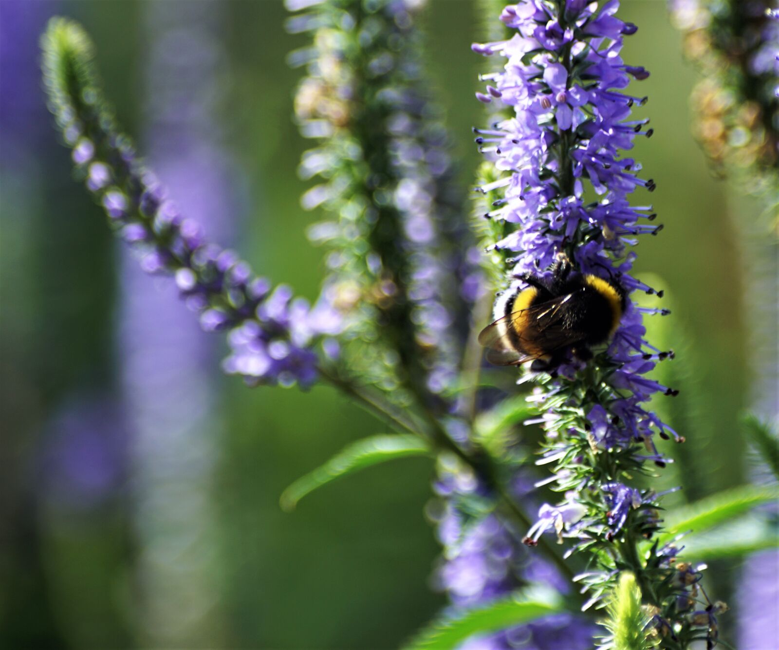 Sony SLT-A68 sample photo. Sony a-68, nature, experiment photography