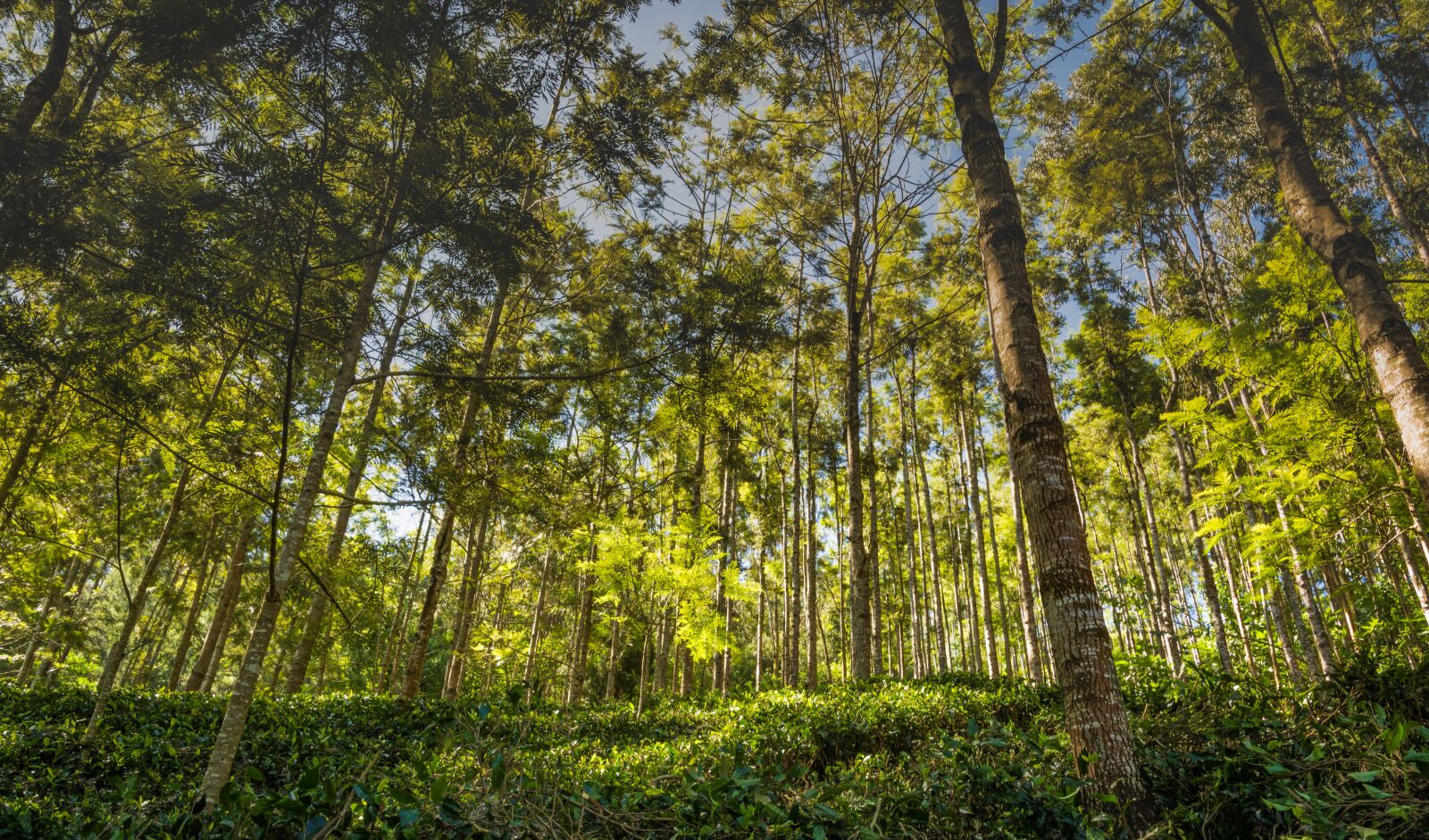 Nikon D5200 sample photo. Wood, nature, tree photography