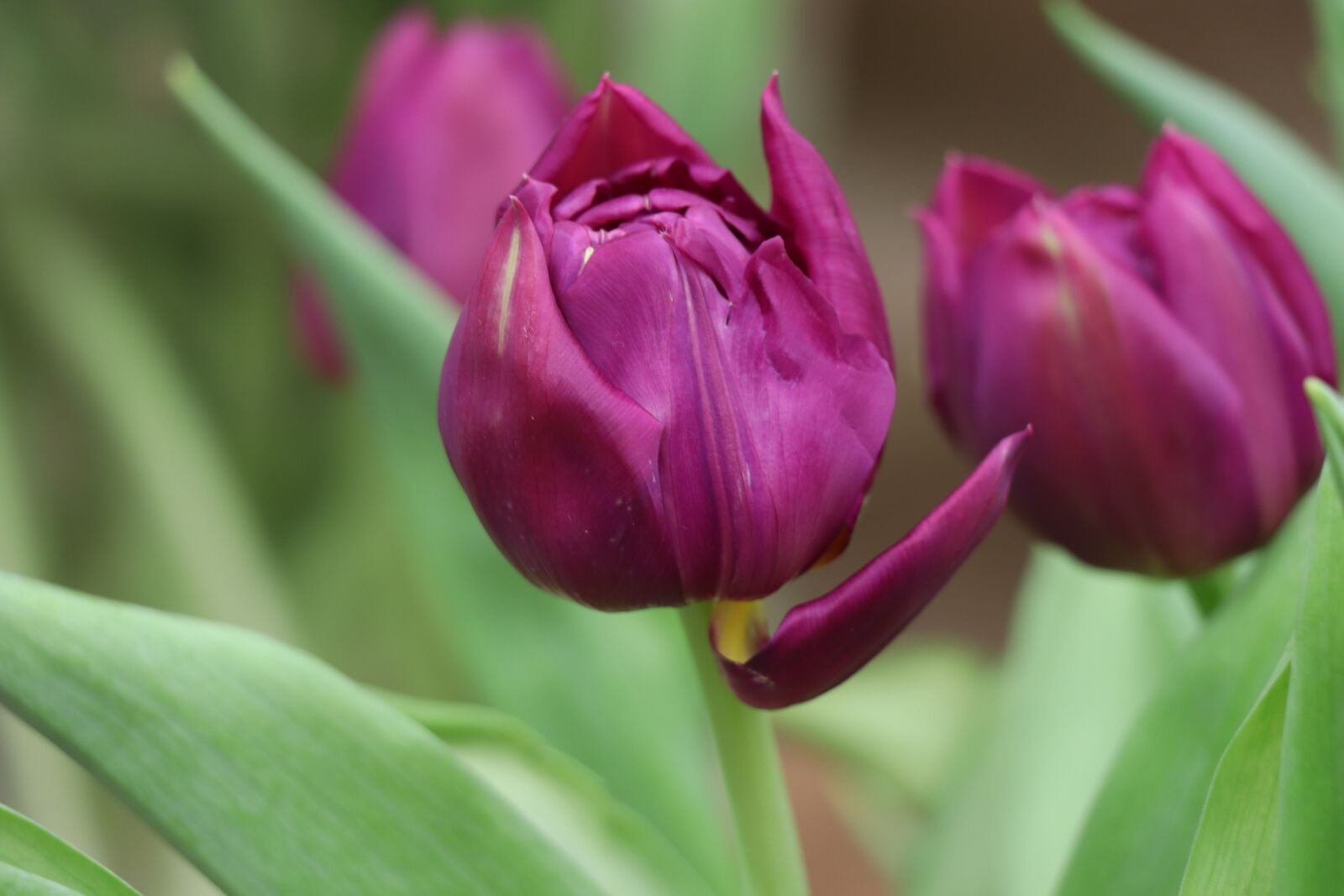 Canon EOS 77D (EOS 9000D / EOS 770D) sample photo. Tulip, purple, flowers photography