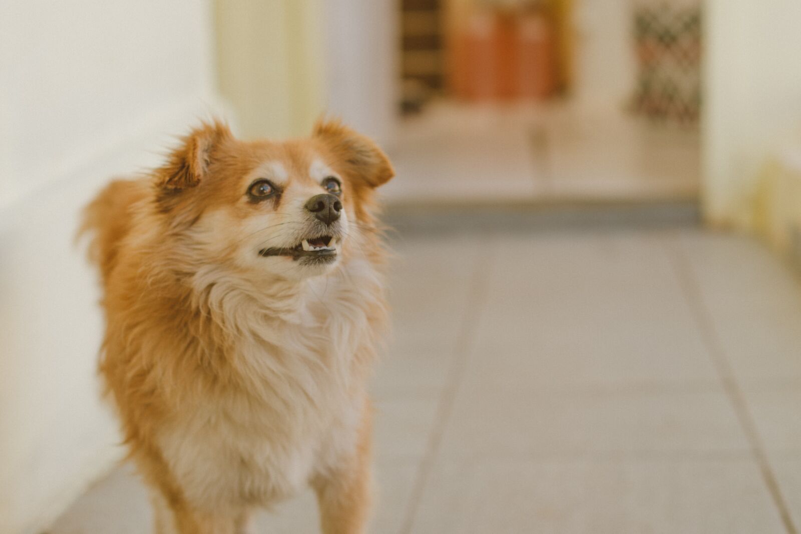 Nikon D7500 sample photo. Dog, cão, cachorro photography