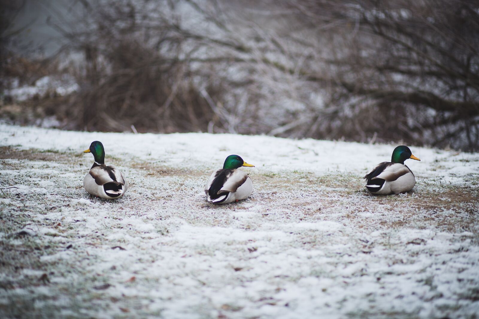 Canon EF 85mm F1.8 USM sample photo. Animals, december, duck photography