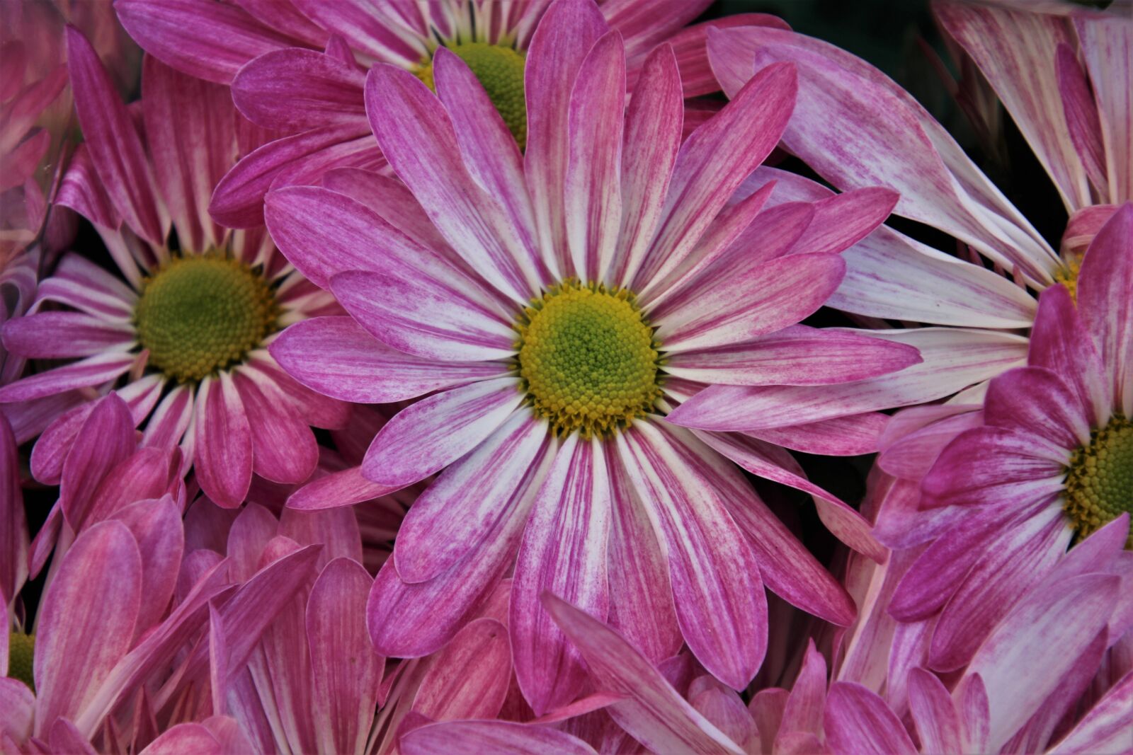 Canon EOS 80D sample photo. Pink, the petals, fresh photography