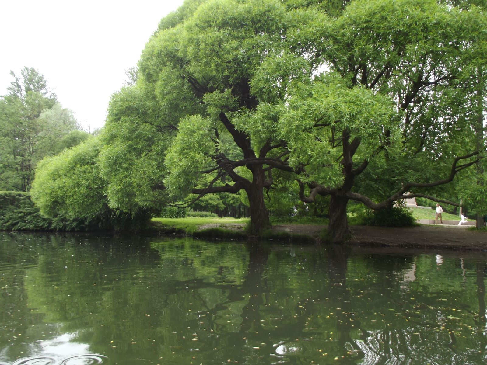 FujiFilm FinePix S2950 (FinePix S2990) sample photo. Pond, tree, summer photography