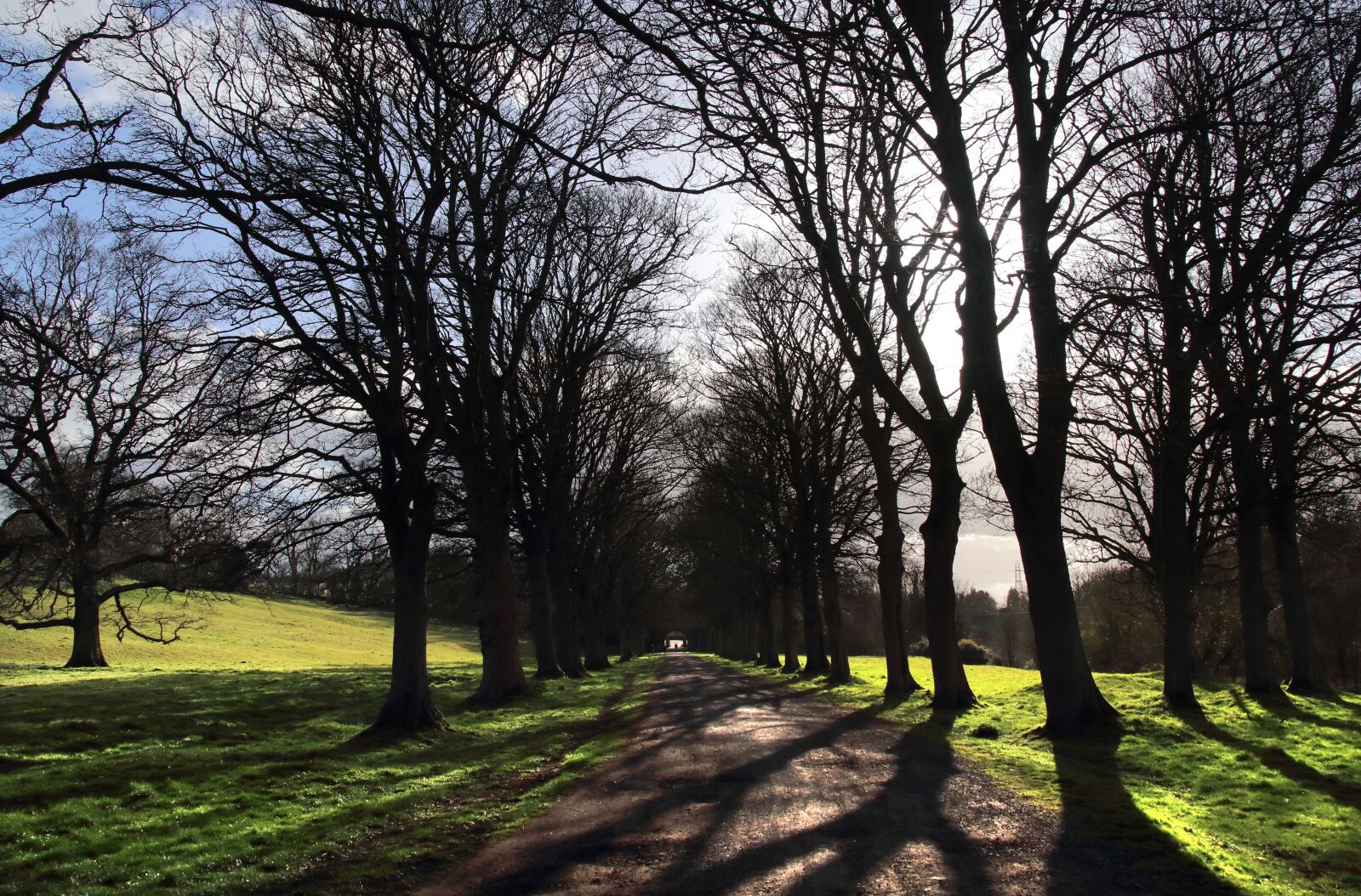Canon EOS 80D sample photo. Avenue, trees, spring photography