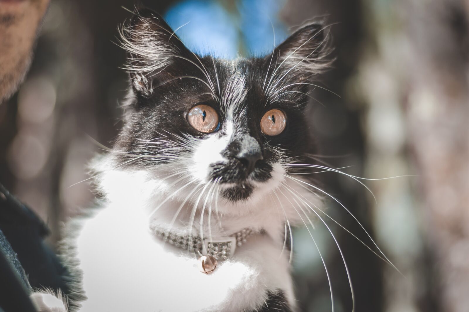 Nikon D90 sample photo. Cat, feline, animal photography