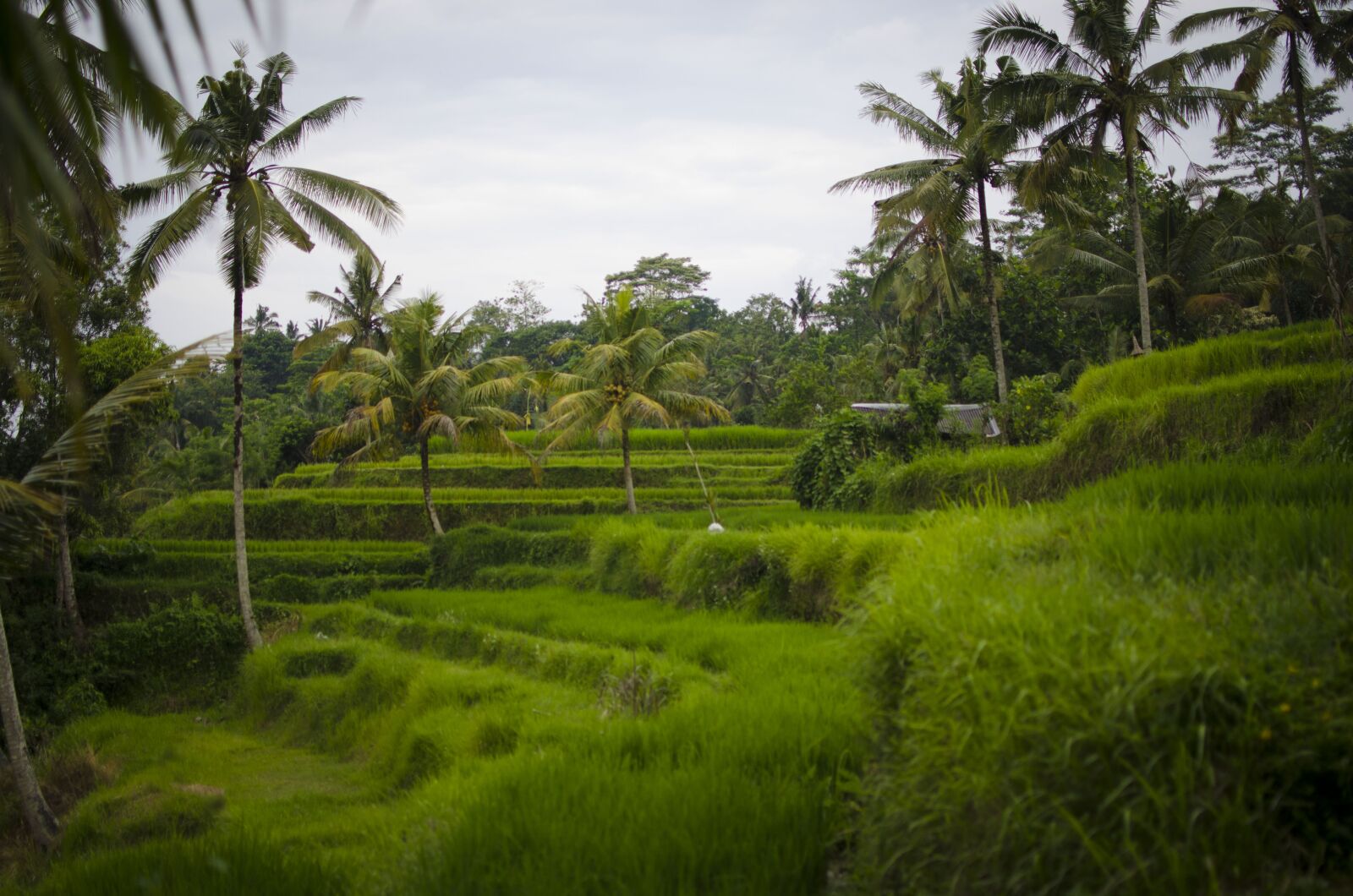 Nikon D7000 sample photo. Bali, rice terrace, indonesia photography