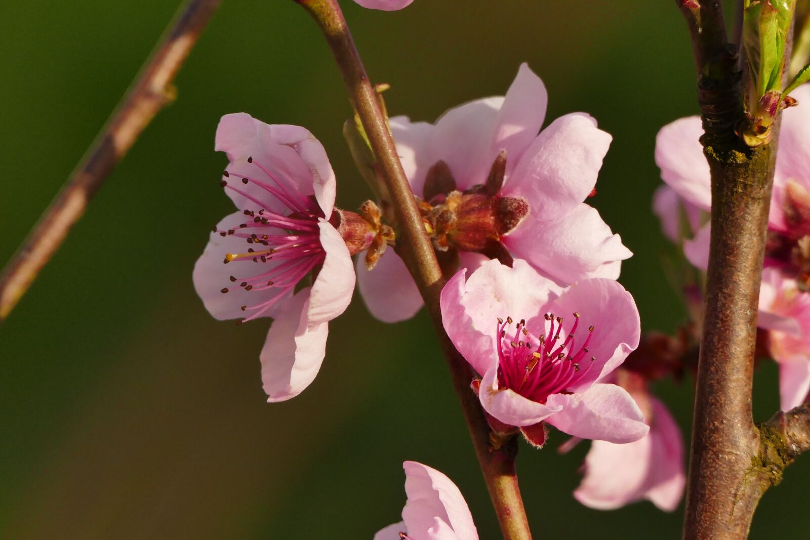 Panasonic Lumix DMC-FZ1000 sample photo. Blossom, bloom, pink photography
