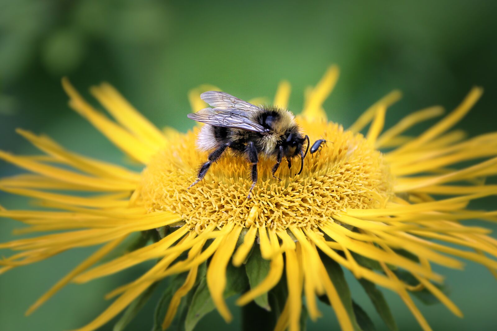 Canon EOS 1300D (EOS Rebel T6 / EOS Kiss X80) sample photo. Hummel, insect, flower photography
