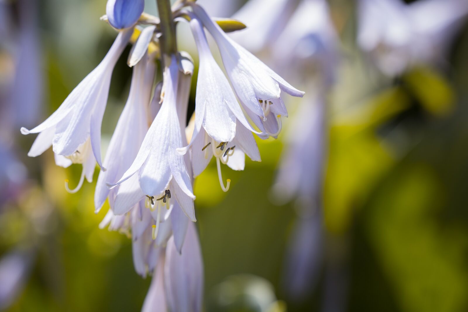 Nikon D7100 sample photo. Plantain lily, sweetheart lily photography
