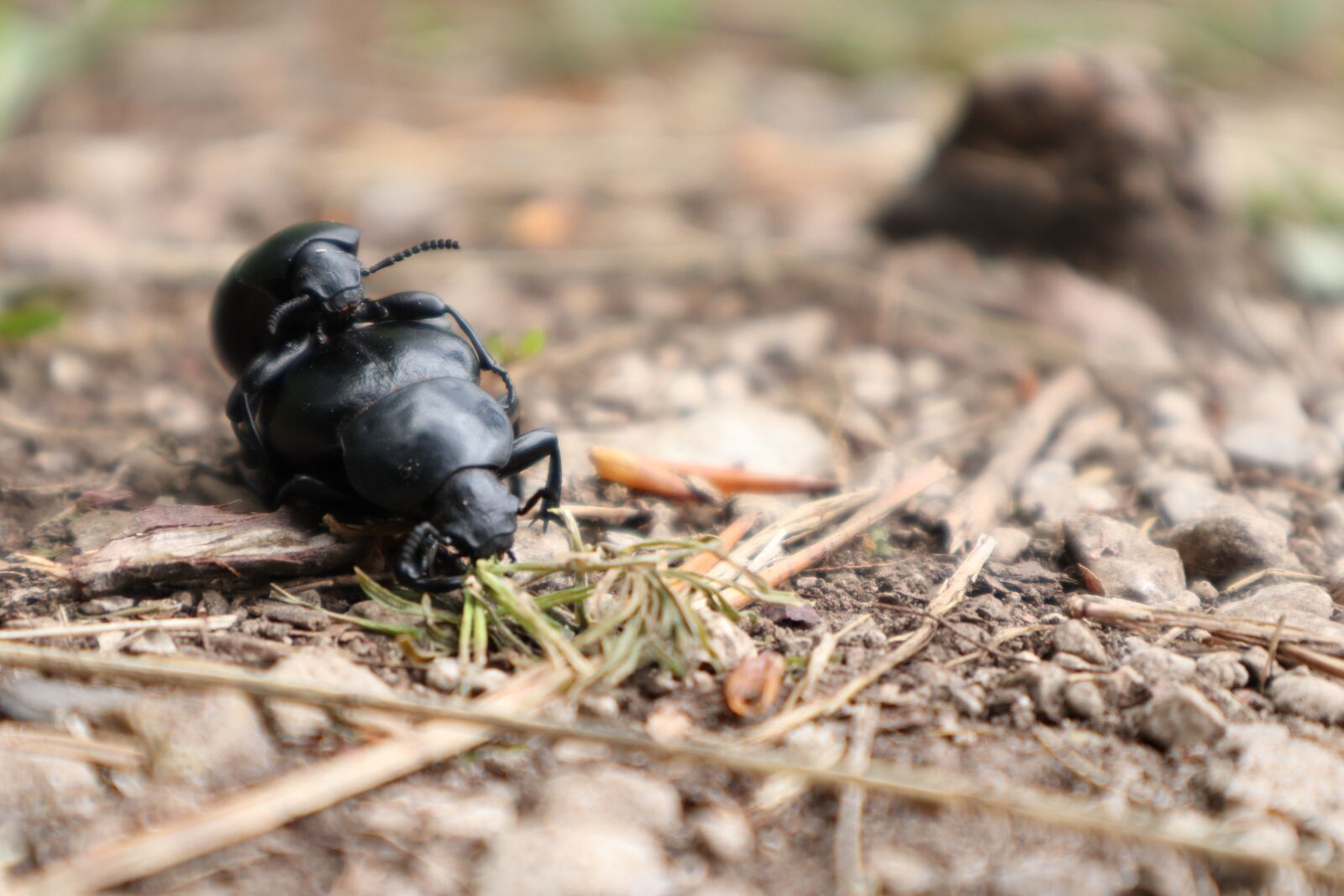 Canon EOS M50 (EOS Kiss M) sample photo. Bugs, insects, nature photography
