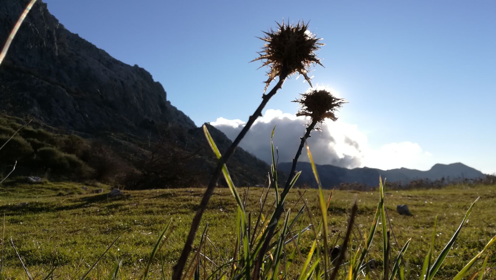 HUAWEI PRA-LX1 sample photo. Spring, summer, flower photography