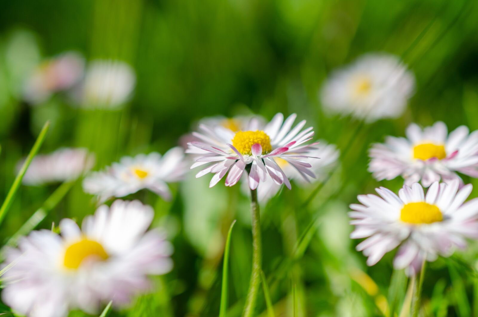 Nikon D7000 sample photo. Spring, flower, garden photography