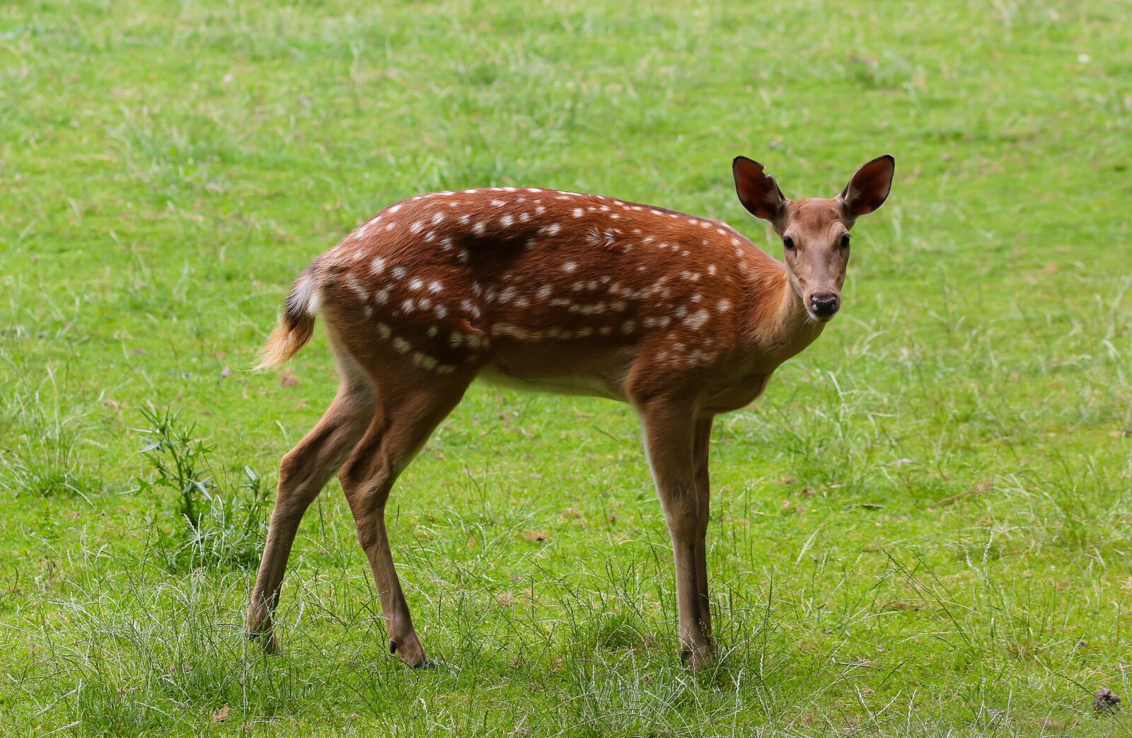 Canon EOS 70D sample photo. Animal, fallow deer, red photography
