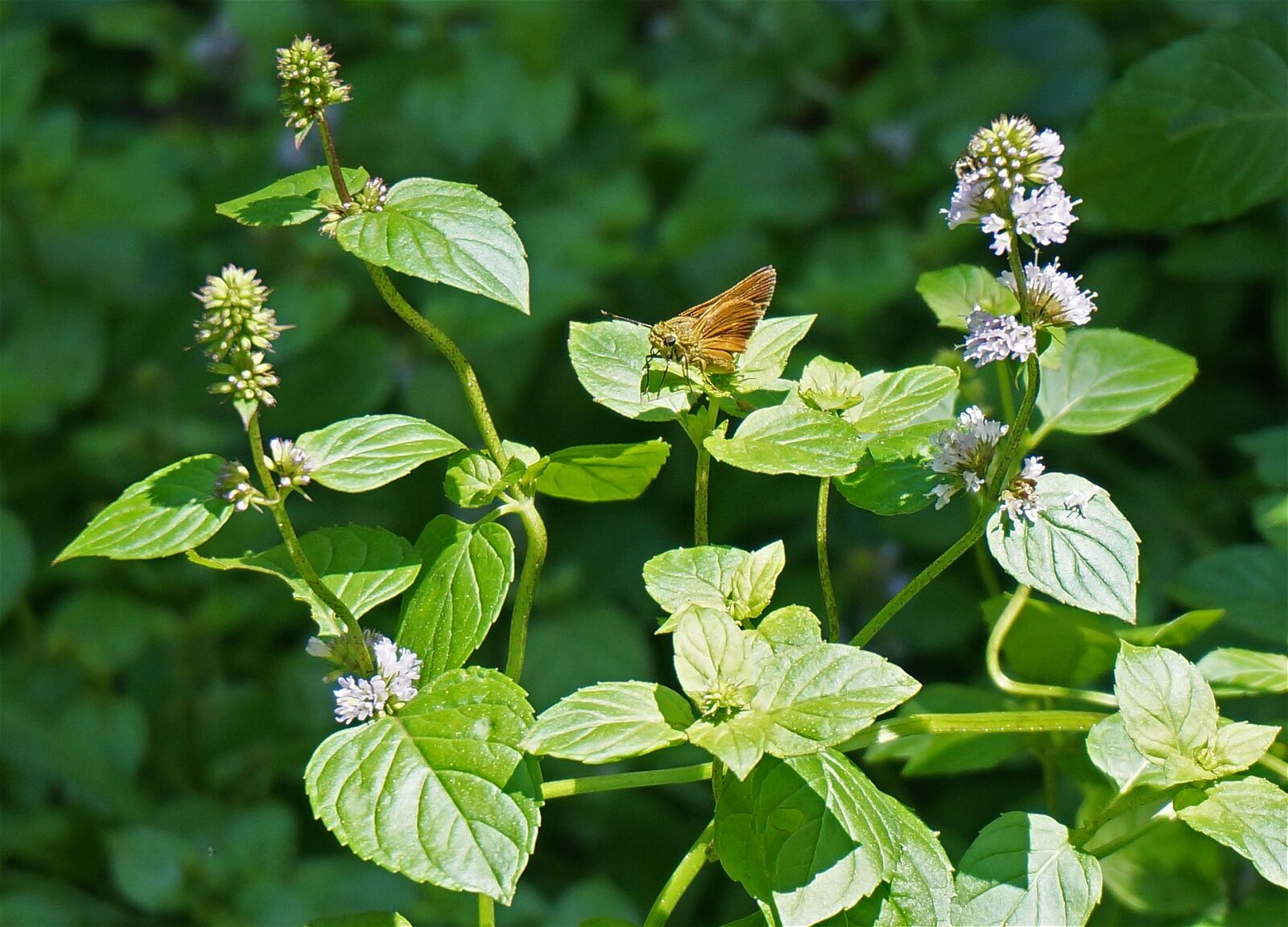 Sony Alpha NEX-5T sample photo. Dun skipper, skipper, butterfly photography
