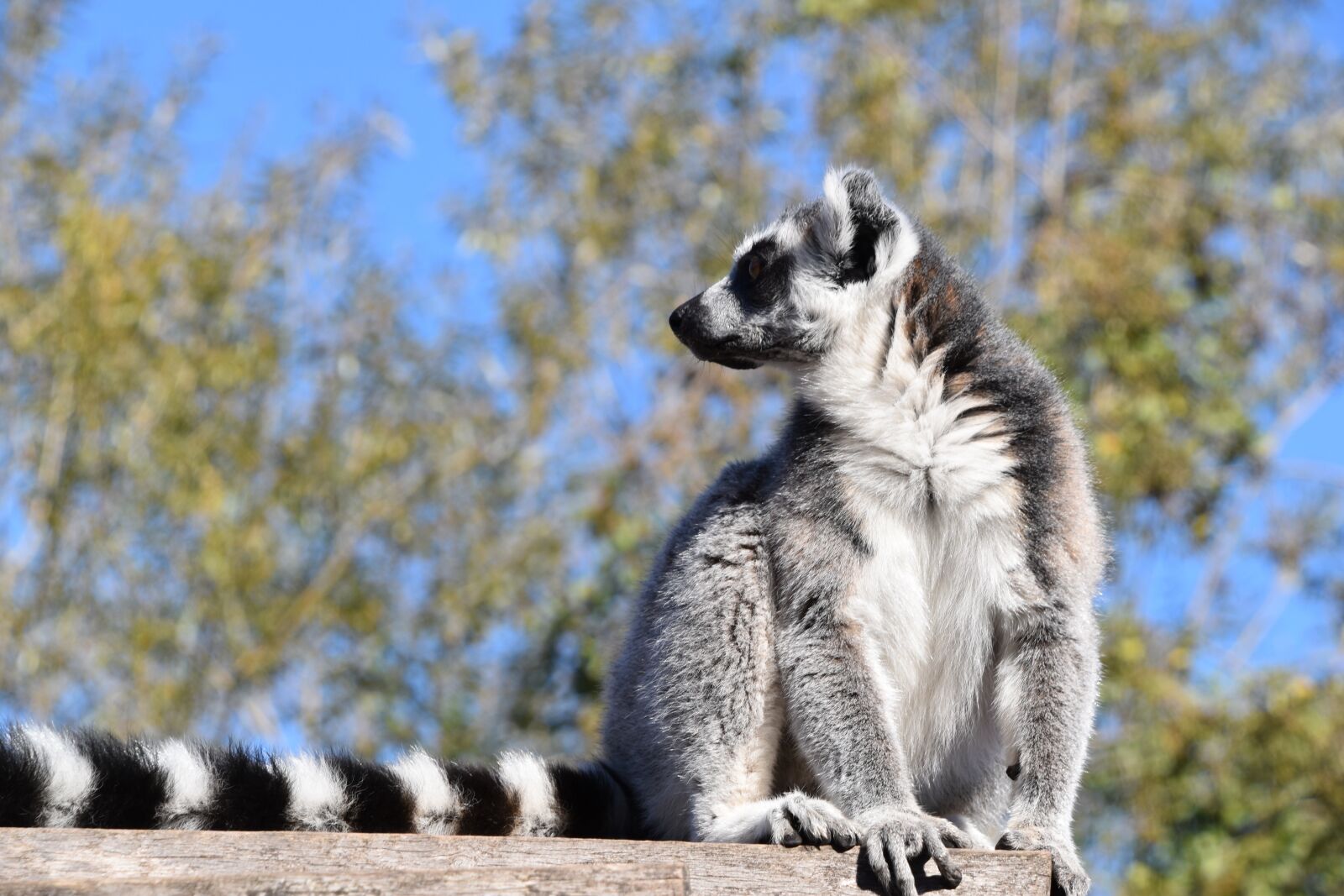 Nikon D5600 sample photo. Maki catta, lemur, madagascar photography