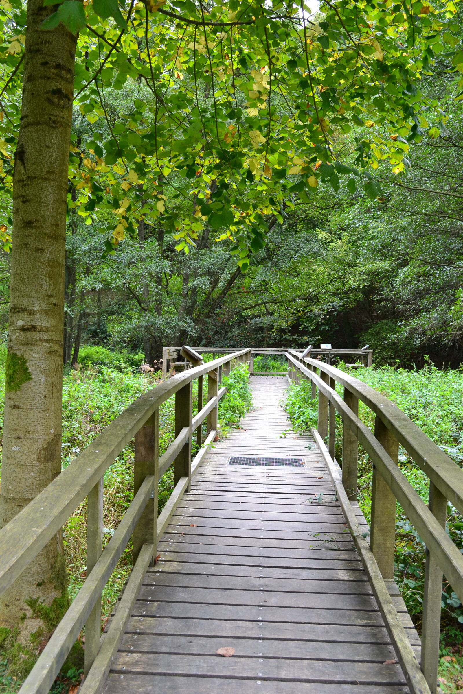 Nikon D3100 sample photo. Biotope, bridge, forest, landing photography