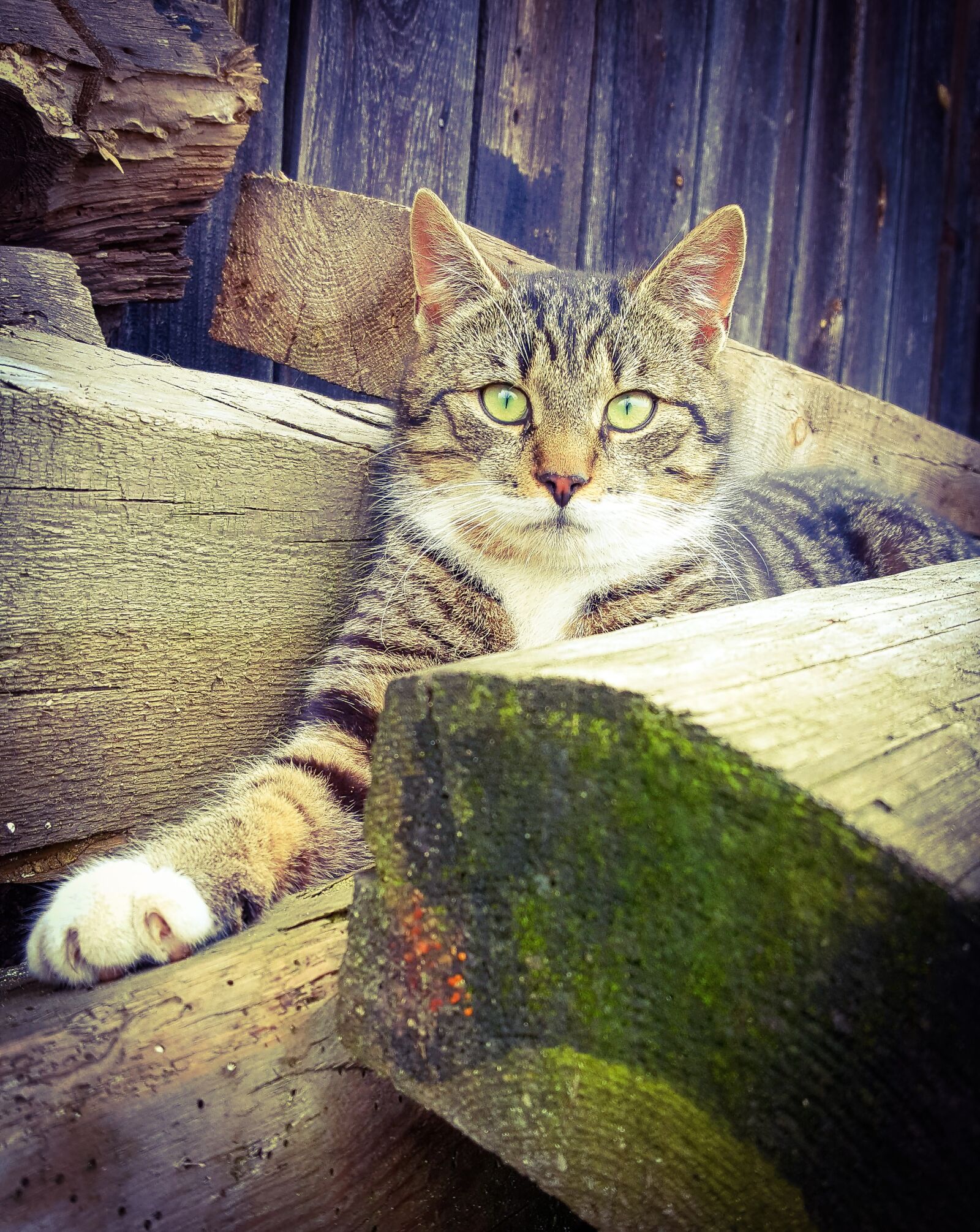 Samsung Galaxy S6 sample photo. Cat, portrait, wood photography