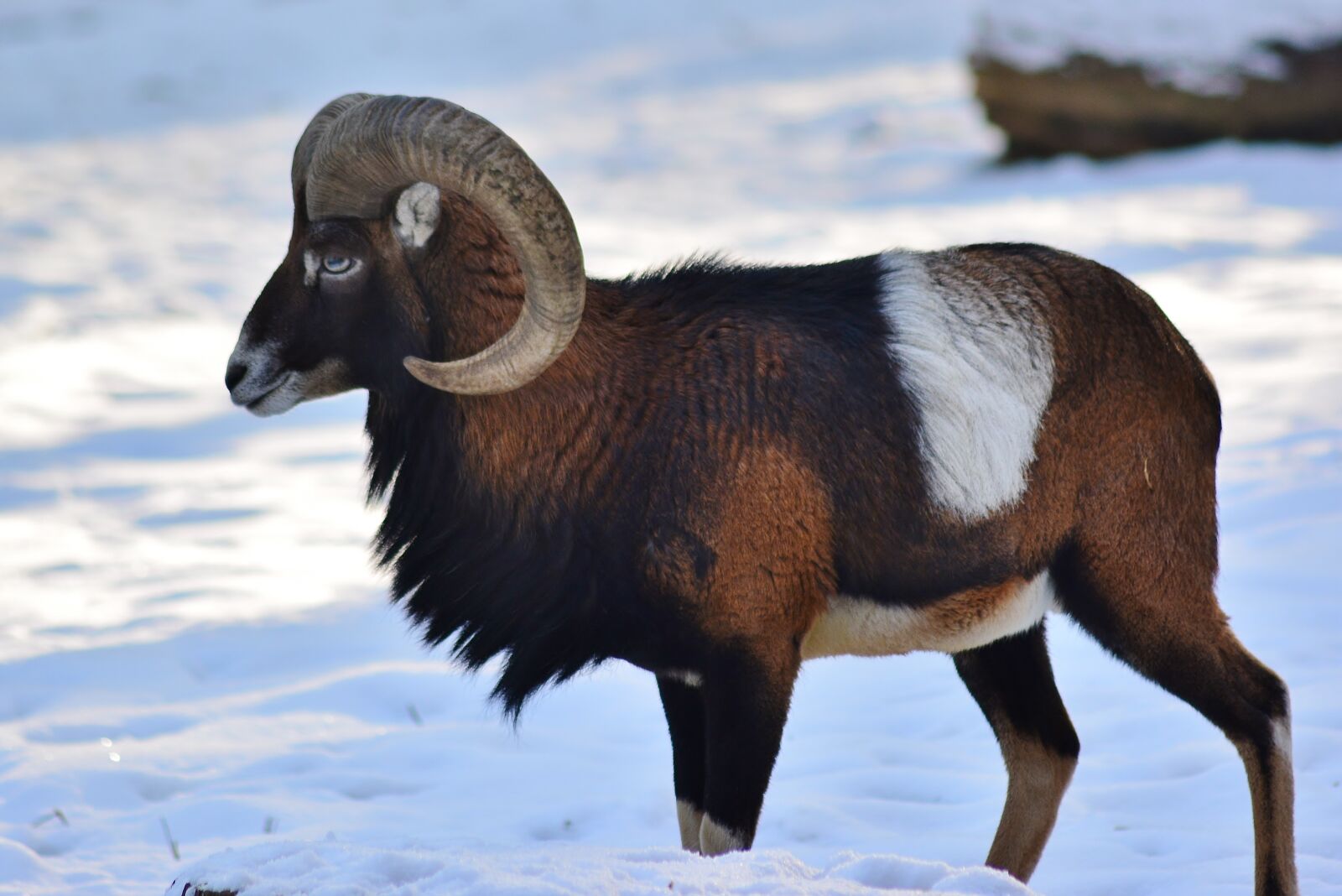 Nikon D5200 sample photo. Mouflon, bock, winter fur photography
