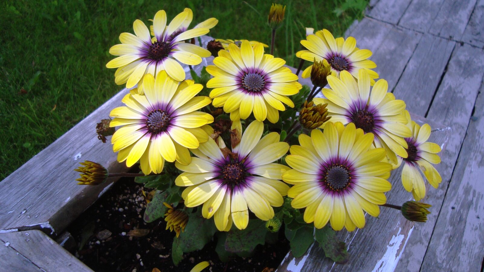 Sony Cyber-shot DSC-W120 sample photo. Flowers, yellow, garden photography