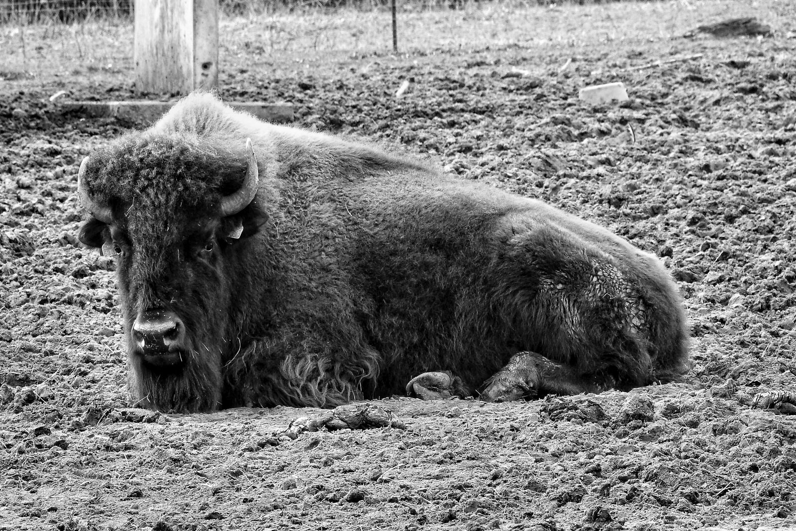 Nikon Coolpix P900 sample photo. Bison, pasture, horns photography