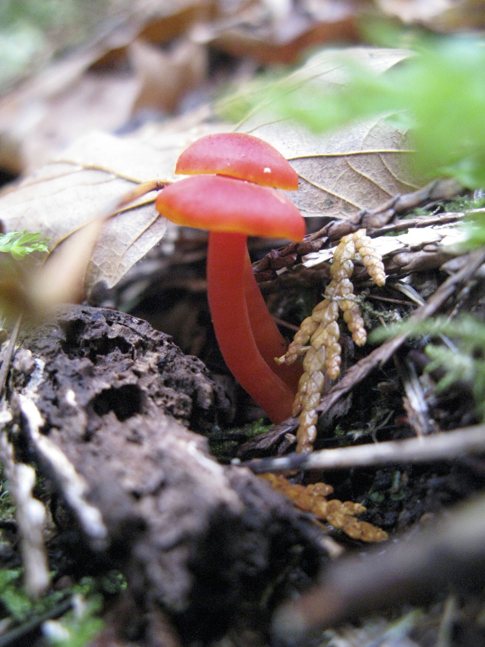 Canon POWERSHOT G9 sample photo. Mushroom, forest, autumn photography