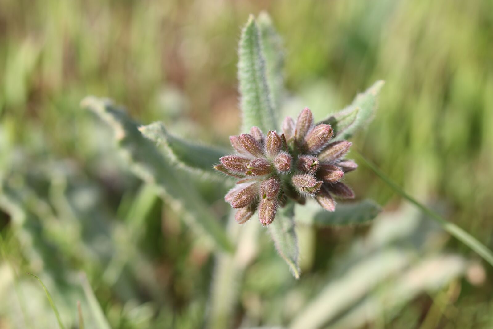 Canon EOS 70D + Canon EF 100mm F2.8 Macro USM sample photo. Green, flower, garden photography